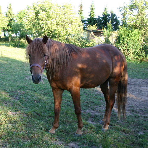 Pferd Nando, Farbe rötlich