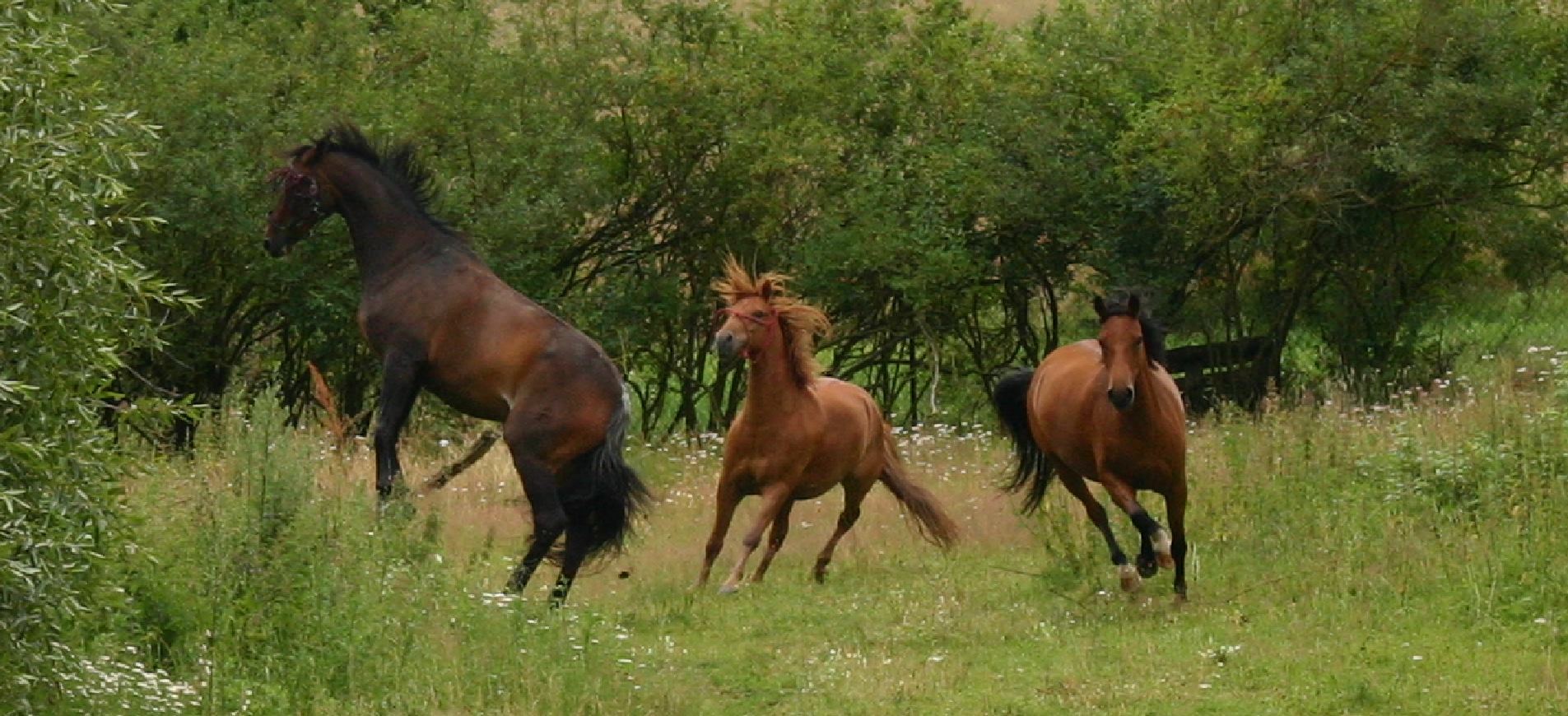 Drei braune Pferde galoppieren oder tollen auf einer grünen, blumenübersäten Weide mit Bäumen im Hintergrund. Eines steigt auf.