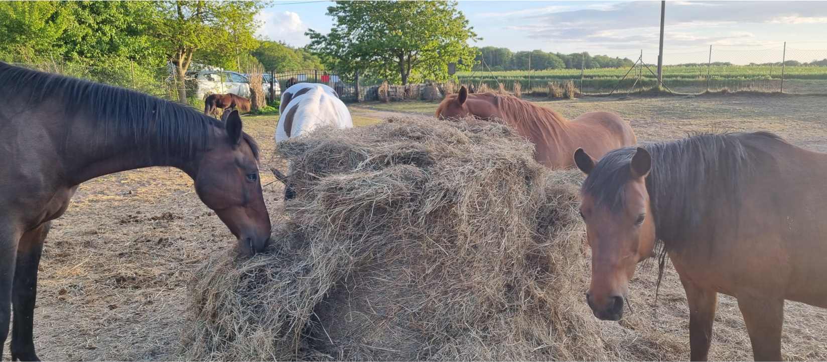 Pferde auf dem Gnadenhof fressen gemeinsam Heu von einem großen Ballen.